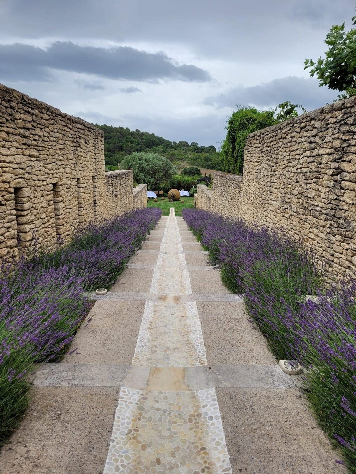Path between lavender fields at golden hour