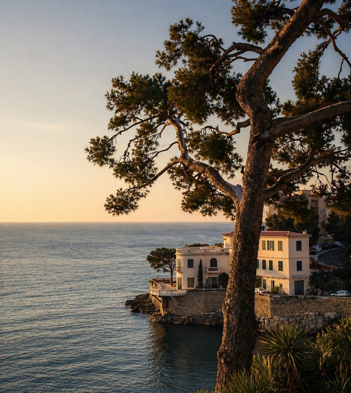 Umbrella pine above the Mediterranean coast