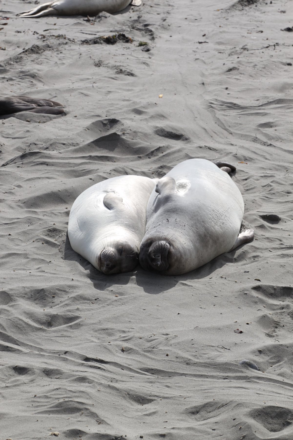 Elephant seals, napping