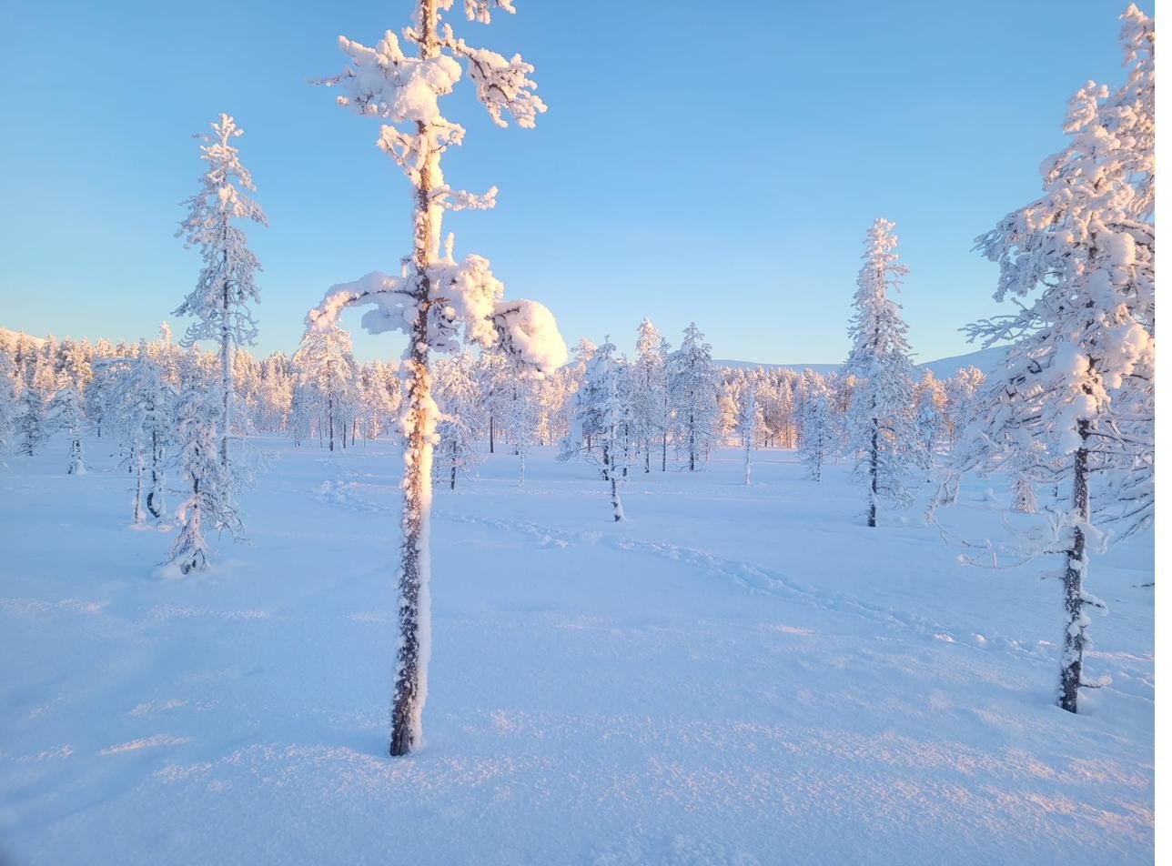 Larches under snow