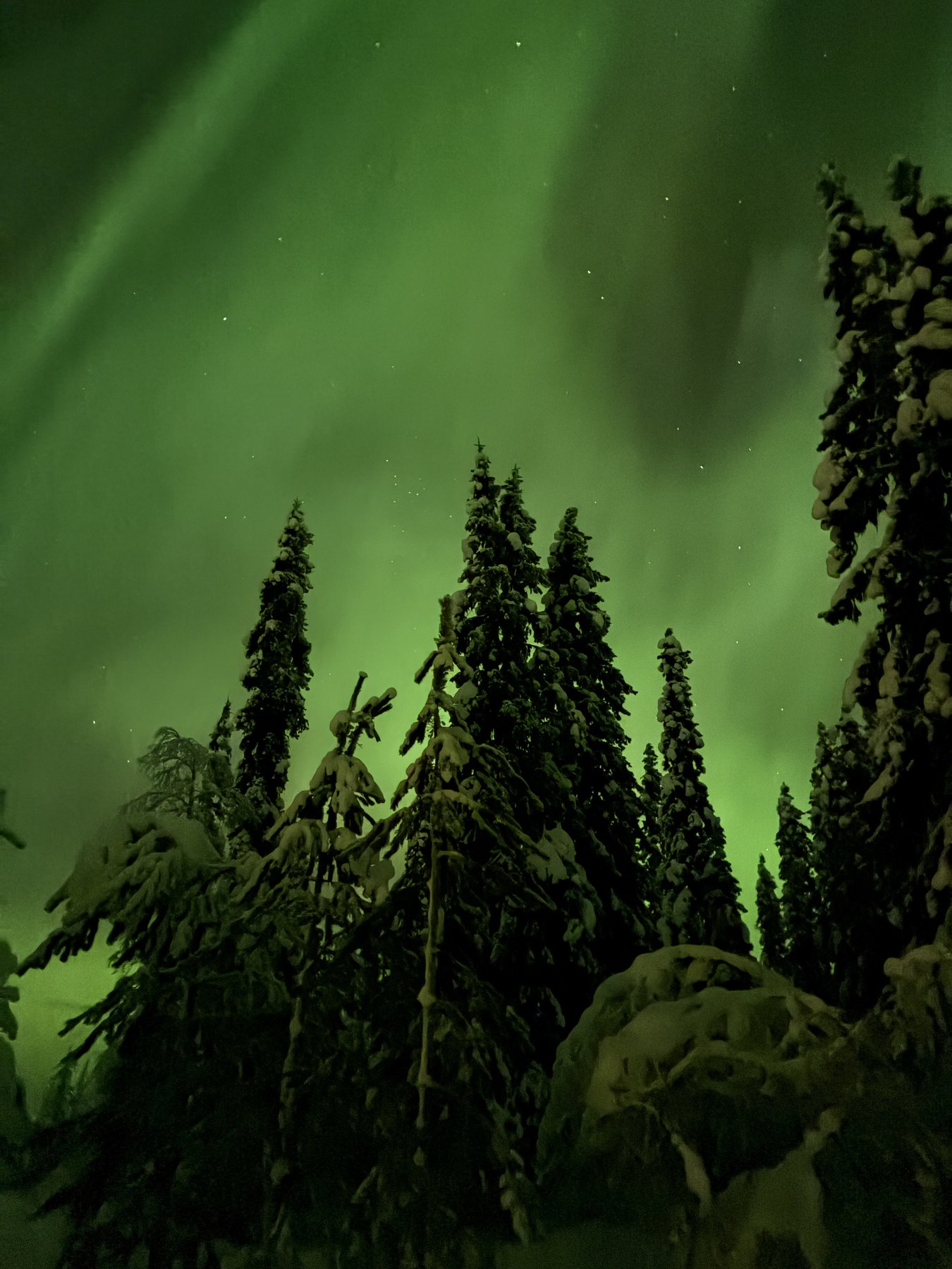 The aurora, above the pines