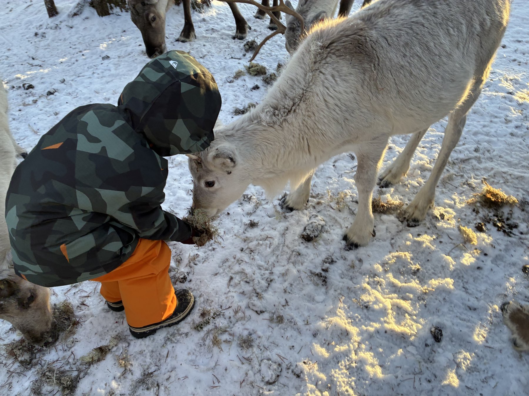 Feeding the reindeer